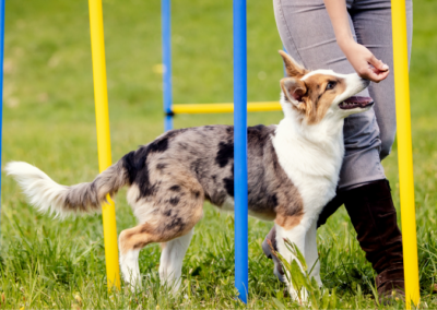 Hundinstruktör