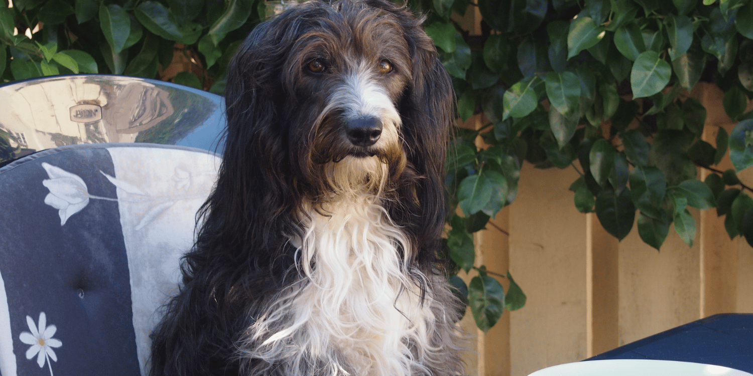 Hund som artigt inväntar "varsågod" vid matbordet.