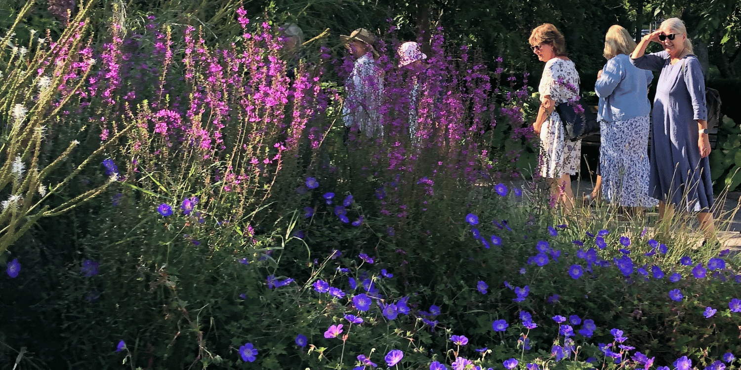 Besökare i en trädgård står och beundrar en plantering.